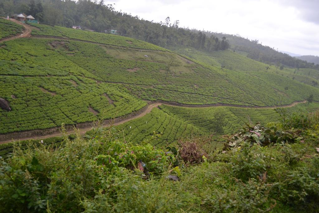 Ferndale Homestay *