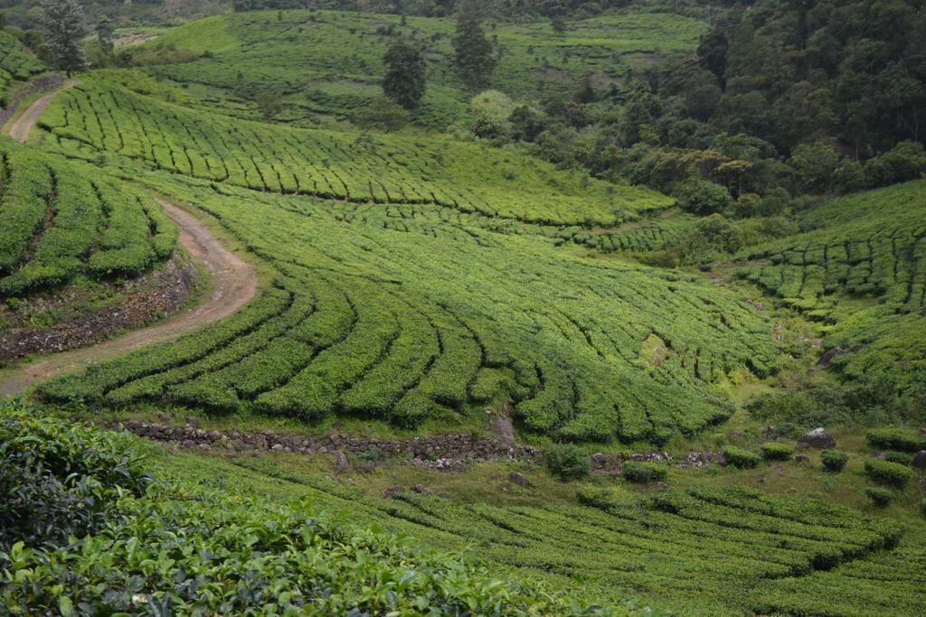 Ferndale Homestay Thekkady