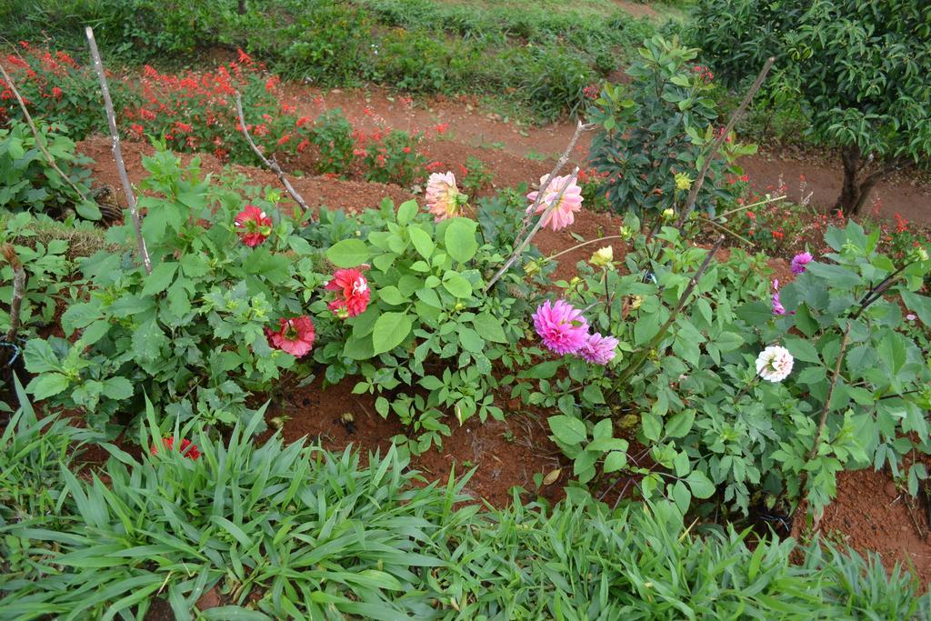 Ferndale Homestay