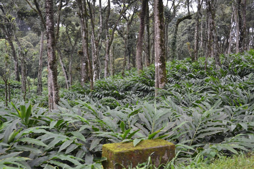 Ferndale * Thekkady